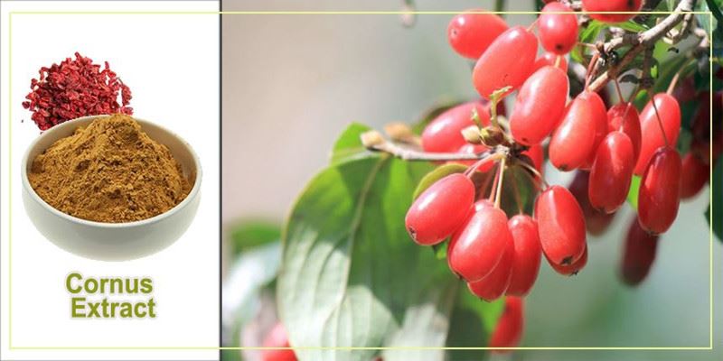 Cornus Officinalis Fruit Extract Powder