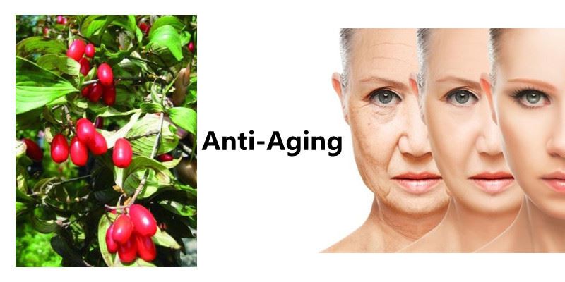 Cornus Officinalis Fruit Extract Powder cosmetics