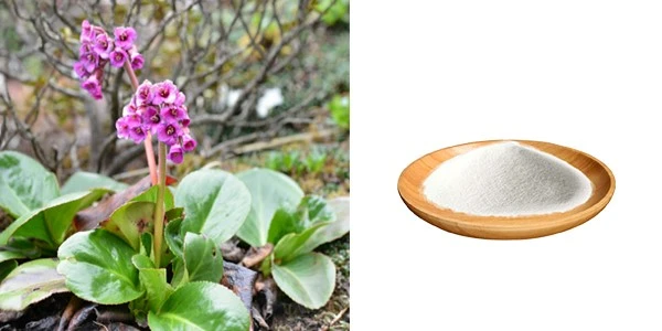 Bergenin Powder